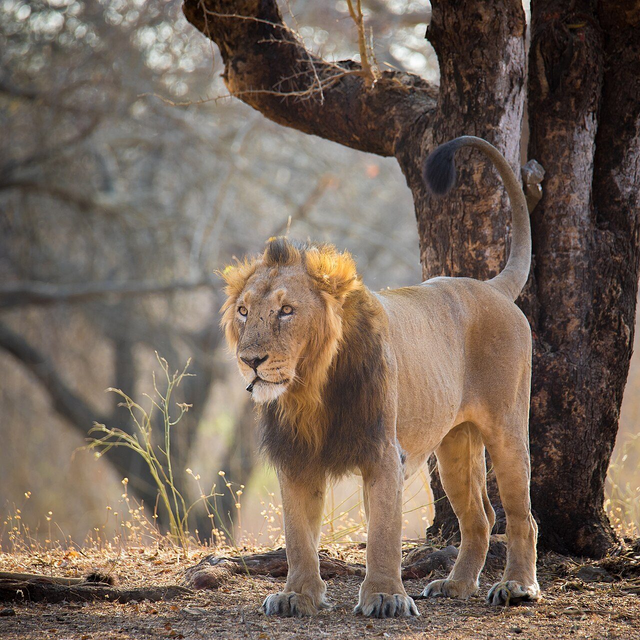 Gir Forest Safari