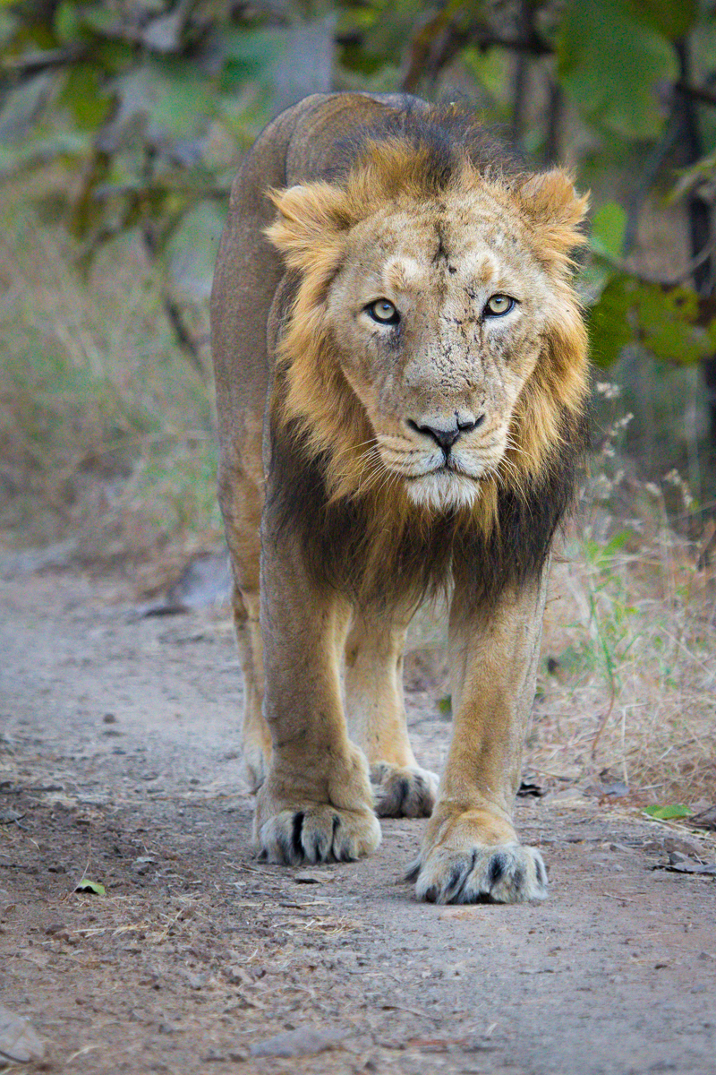 Jyotirlings with Heart of Lions